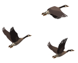 Geese Image